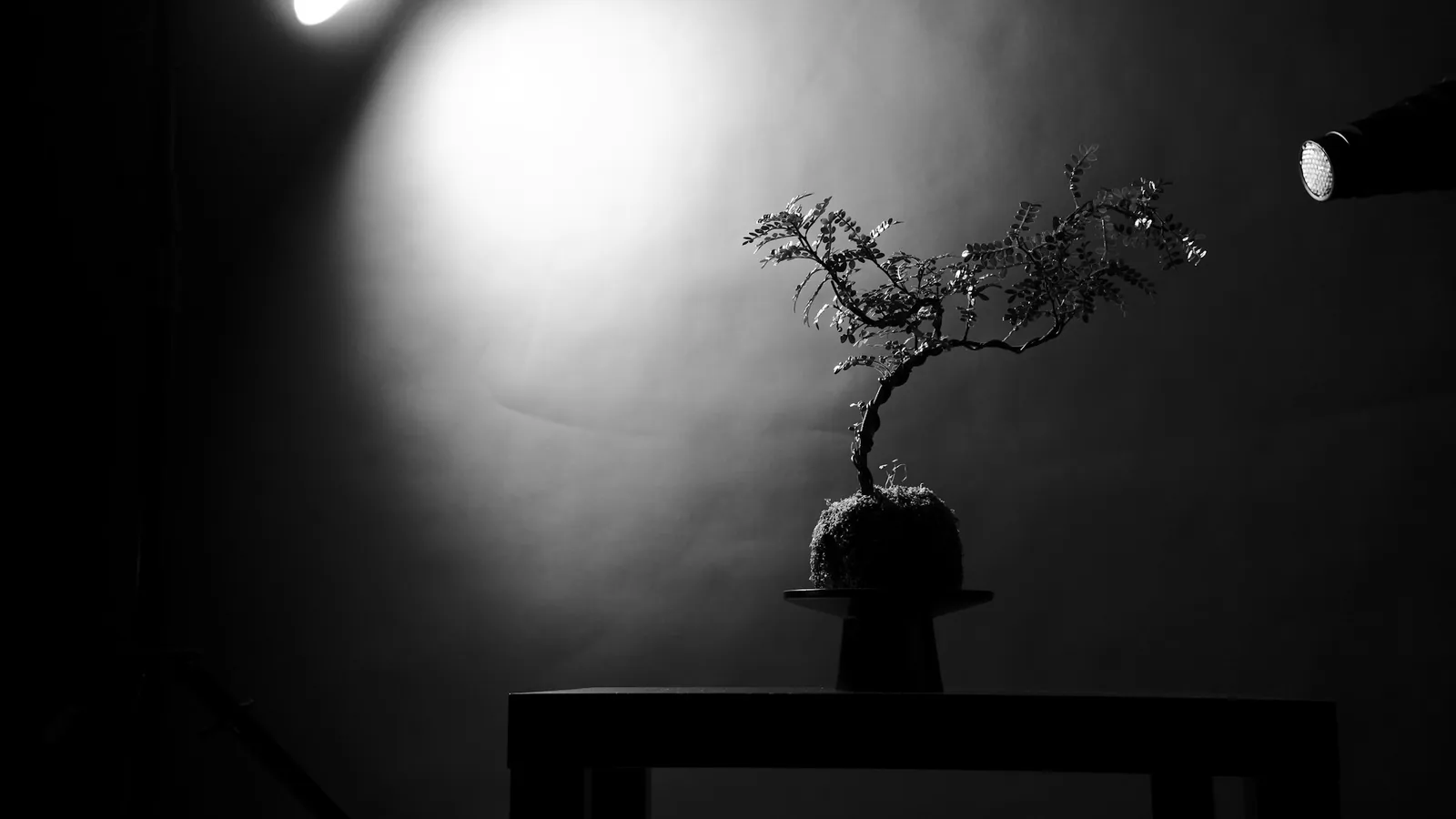 Bonsai on a plinth in a dark room, lit by a single spotlight.